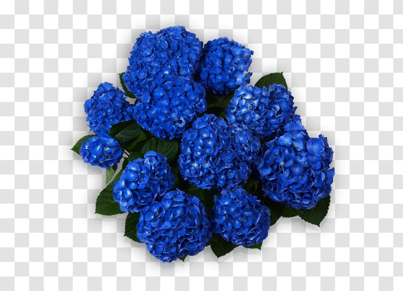 Hydrangea Blue Sorting Algorithm Cut Flowers - Pellens Hortensien - Herbaceous Plant Transparent PNG