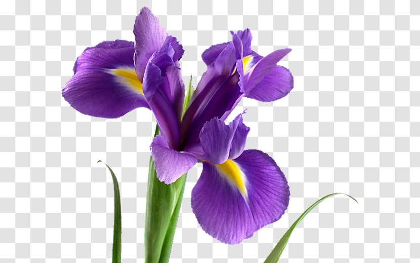 Flower Bouquet Bloemisterij Ideya, Vse Dlya Prazdnika Garden Roses - Orris Root - Lavender Transparent PNG