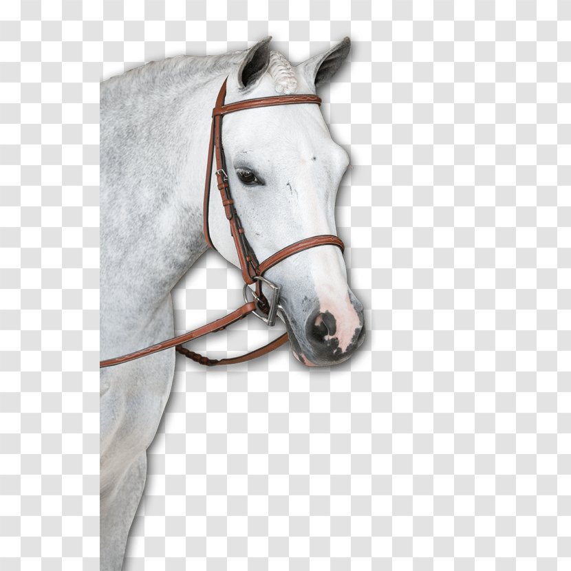 Horse Halter Bridle Rein Bit - Rodrigo Pessoa Transparent PNG