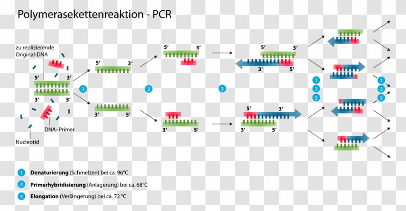 The Polymerase Chain Reaction DNA - Science Transparent PNG