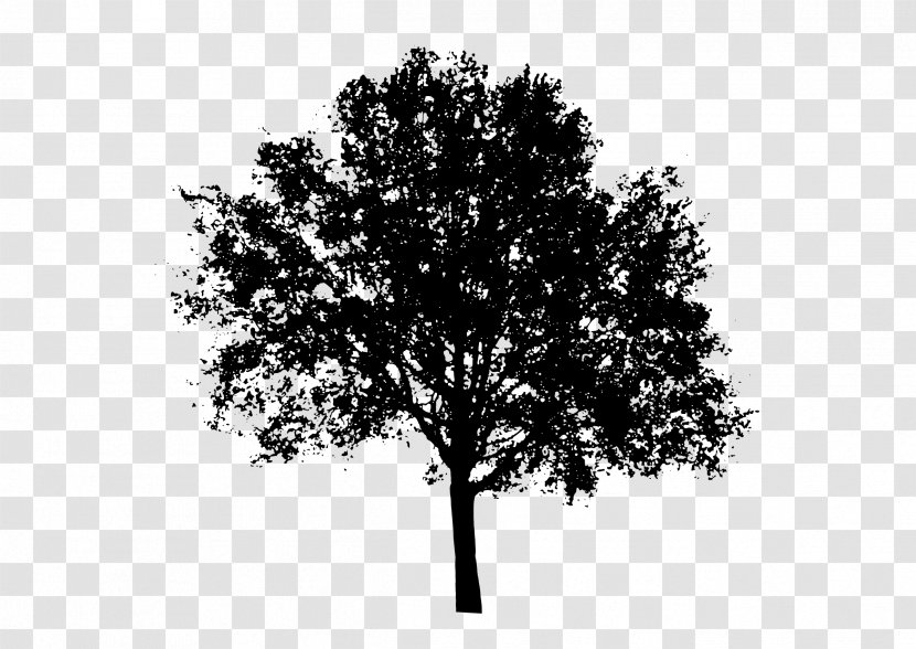 Tree Silhouette Clip Art - Branch - Vector Transparent PNG