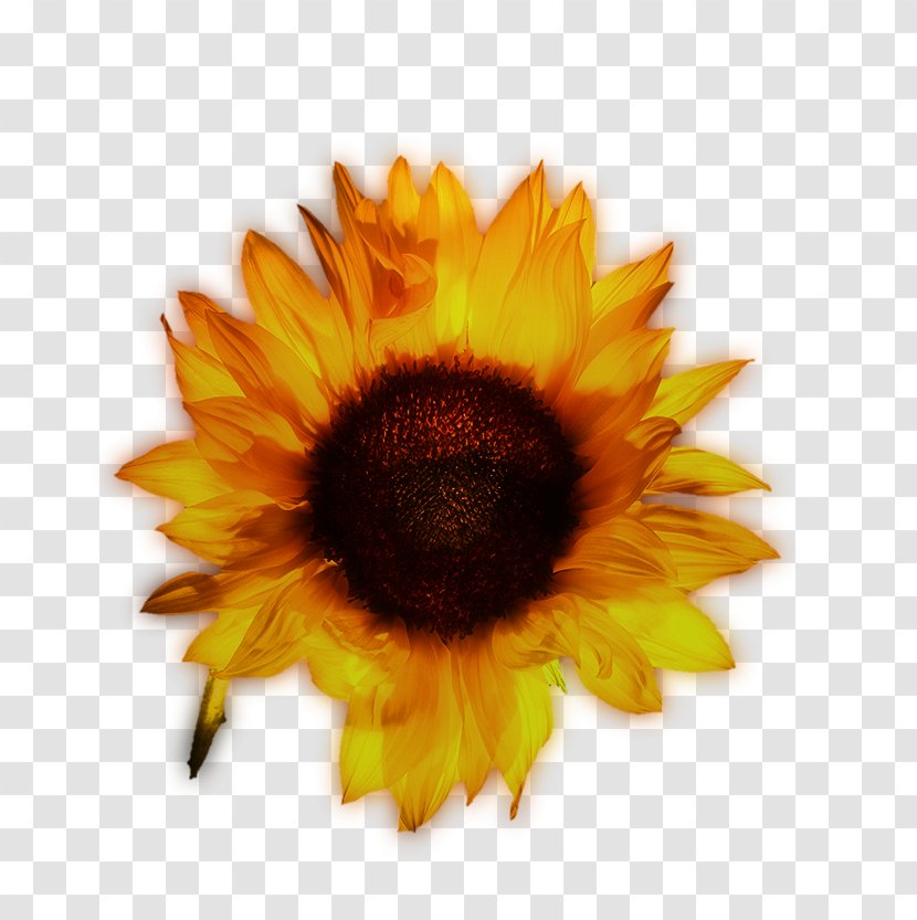 Common Sunflower Yellow - Flower - Beautiful Sunflowers Transparent PNG
