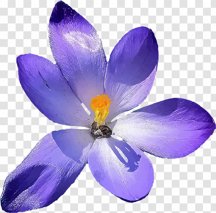 Petal Flower Violet Purple Crocus - Wildflower - Saffron Transparent PNG