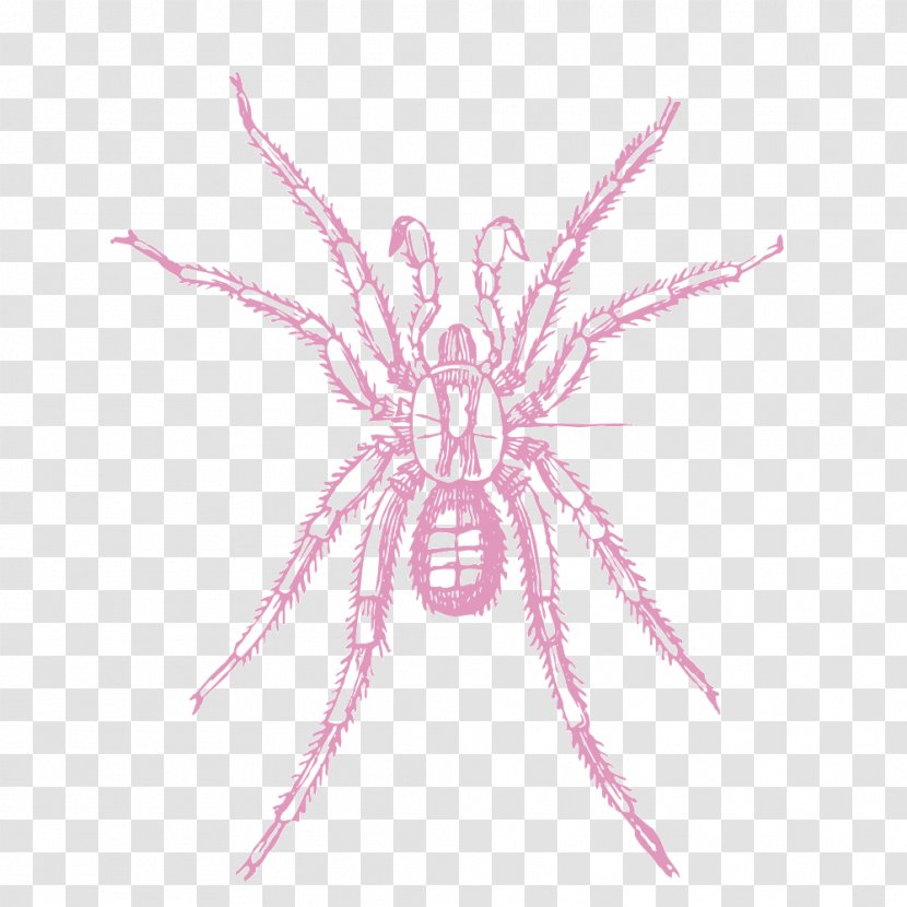 Spider-Man Spider Web - Invertebrate - Pink Transparent PNG