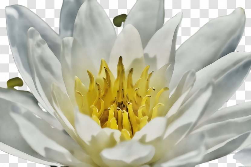 Flower Fragrant White Water Lily Petal Yellow - Wet Ink - Aquatic Plant Transparent PNG