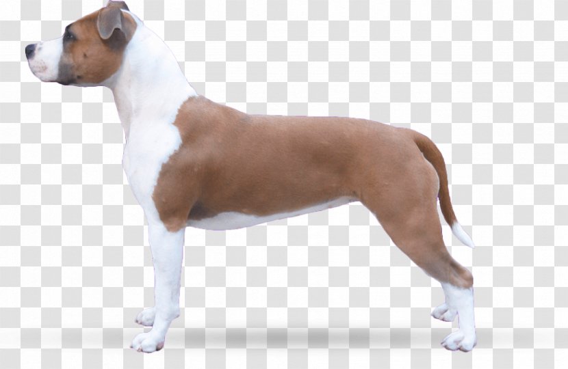 American Staffordshire Terrier Dog Breed Bull And Old English - Puppy Transparent PNG