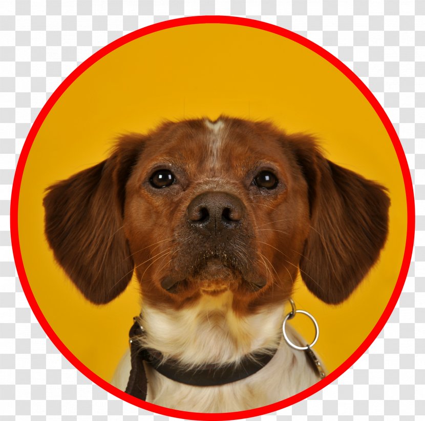 Dog Breed Brittany Puppy Companion Dalmatian Transparent PNG