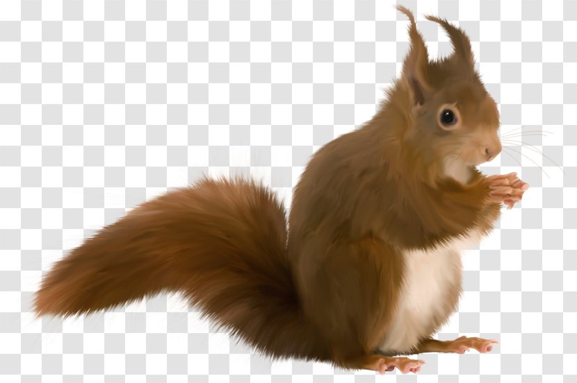 Tree Squirrels Animaatio - Squirrel - Ardilla Transparent PNG