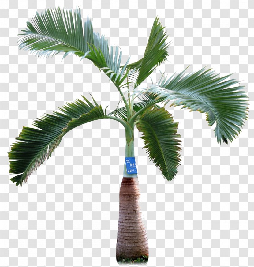 Asian Palmyra Palm Arecaceae Tree - Washingtonia Transparent PNG