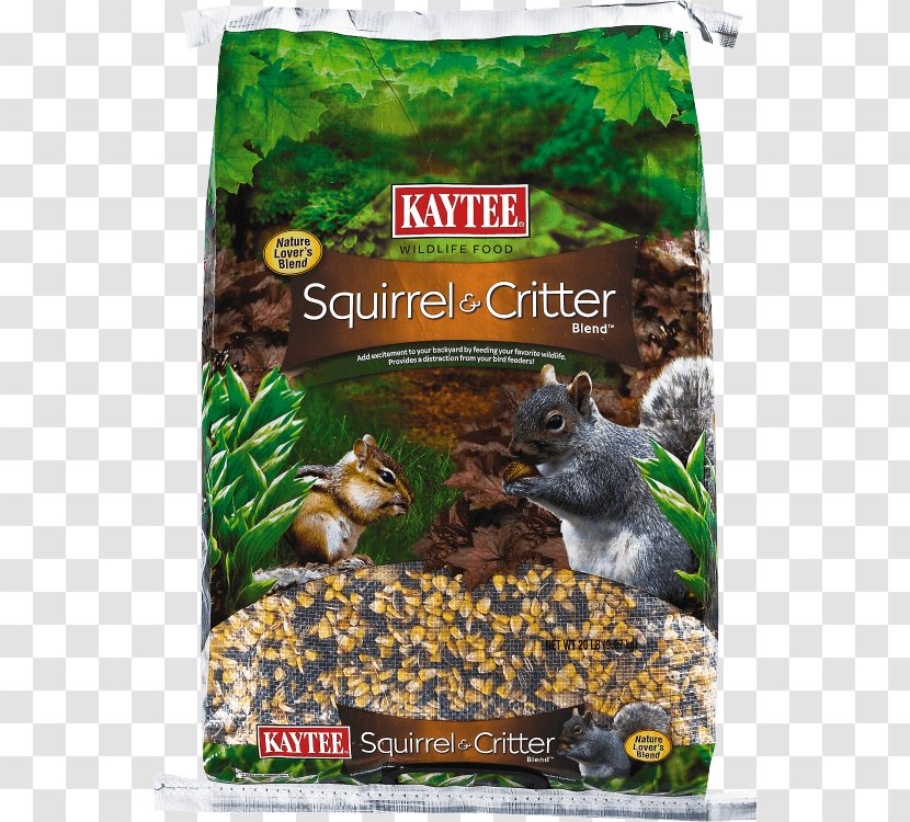 Squirrel Bird Food Kaytee Parrot - Pet Transparent PNG