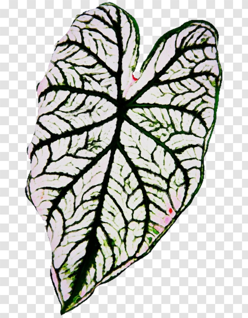 Leaf Plant Flower Clip Art Herbaceous - Paint Transparent PNG