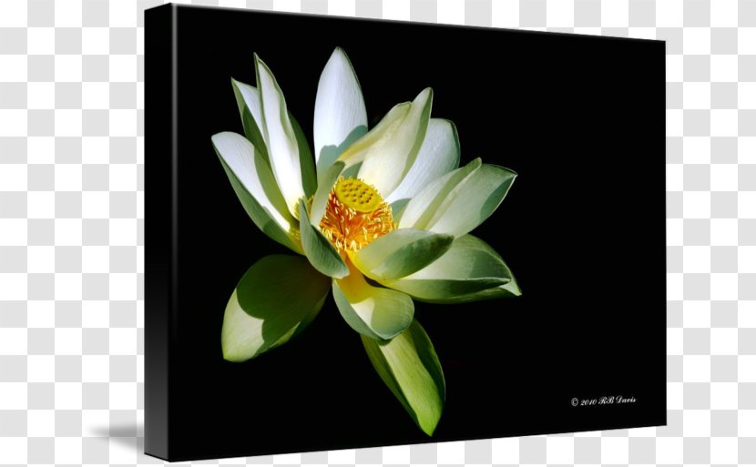Flowering Plant - Flower - White Lotus Transparent PNG