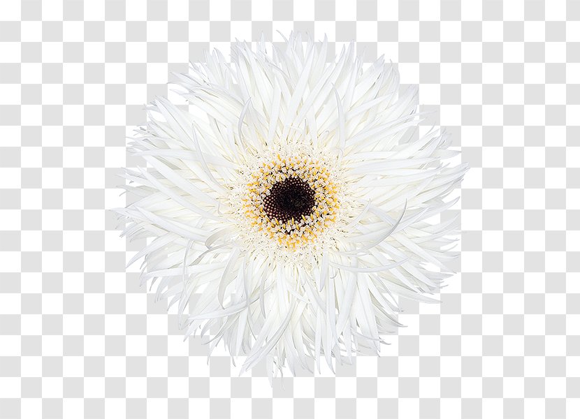Common Daisy Transvaal Chrysanthemum Oxeye Aster - Flower Transparent PNG