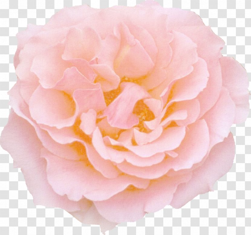 Rose Pink Flowers Color - Red Transparent PNG