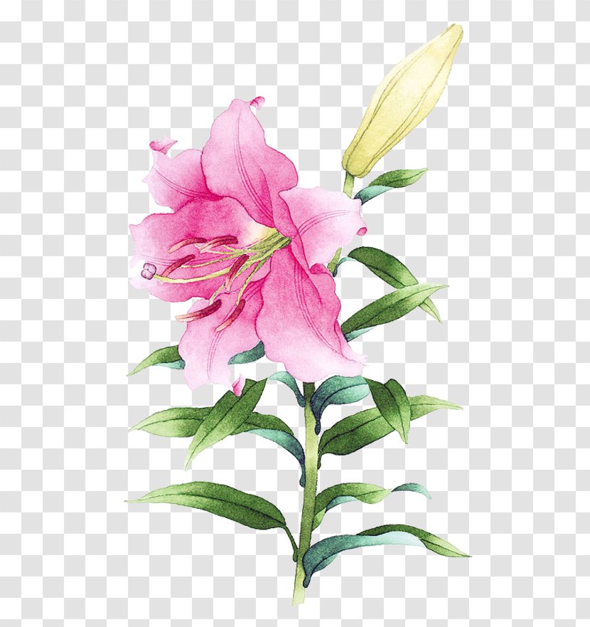 Watercolor Painting Drawing Illustration - Color - Pink Lily Picture Material Transparent PNG