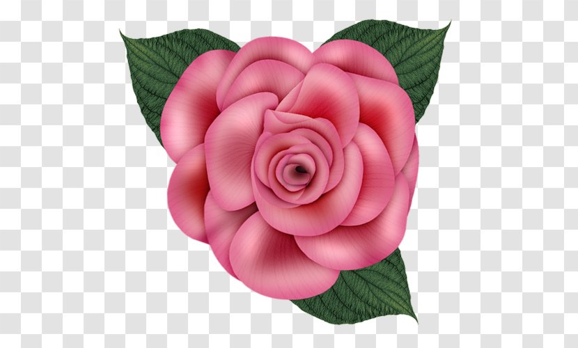 Garden Roses Paper Cabbage Rose Clip Art - Plant - Flower Transparent PNG