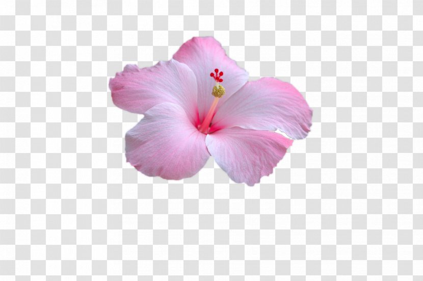 Rosemallows Pink Flower Petal Image - Magenta Transparent PNG