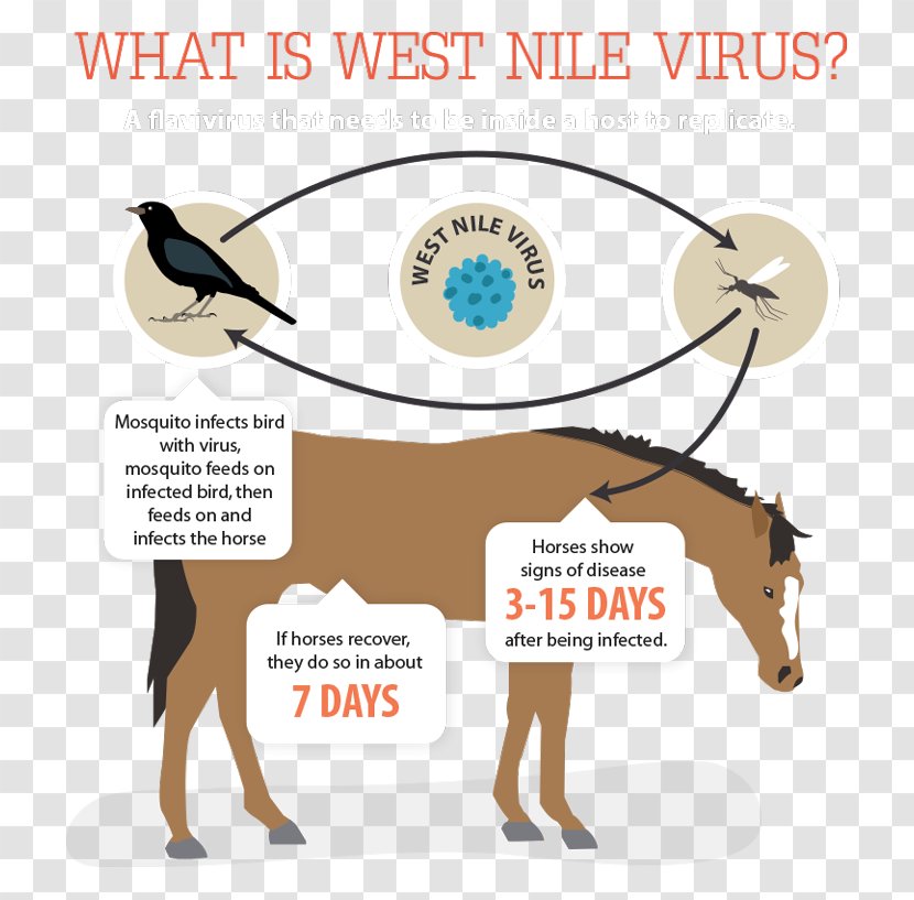 Horse West Nile Fever Vaccine Disease Virus - Joint Transparent PNG