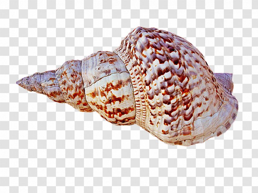 Caracola Conch Seashell - Organism Transparent PNG