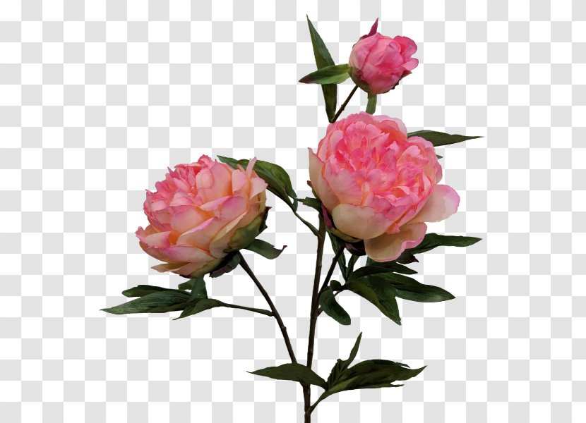 Cabbage Rose Garden Roses Floribunda Peony Cut Flowers - Wedding Transparent PNG