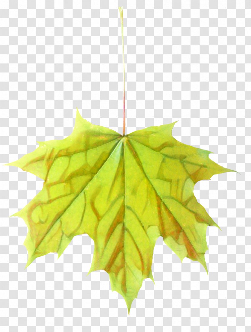 Maple Leaf Symmetry - Plant Transparent PNG