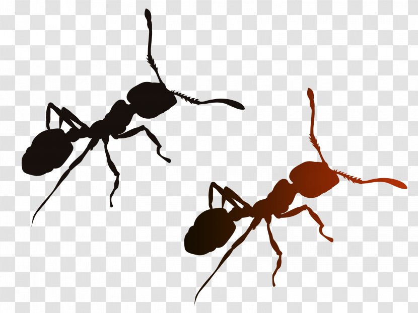 Red Imported Fire Ant Solenopsis Geminata IQOS Insect - Iqos - Clipart Black And White Transparent PNG