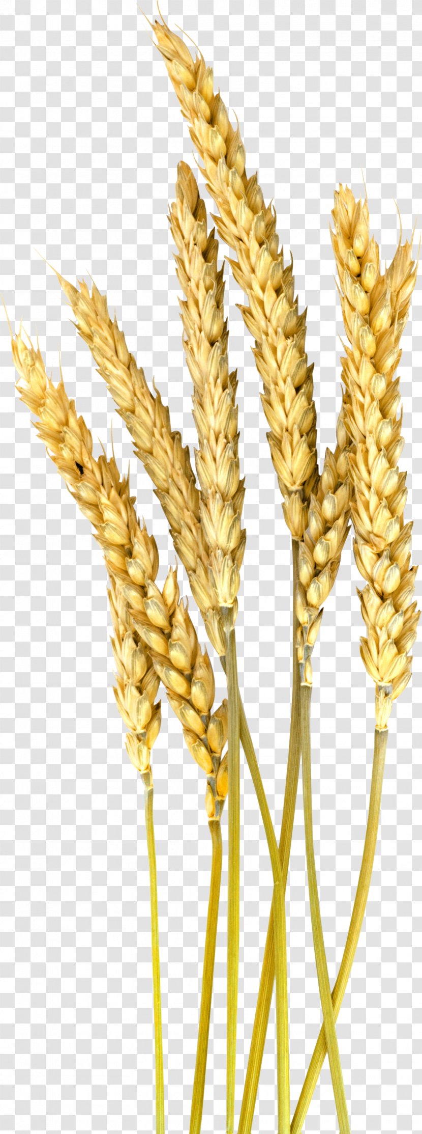 Cartoon Grass - Spelt - Vegetarian Food Dinkel Wheat Transparent PNG