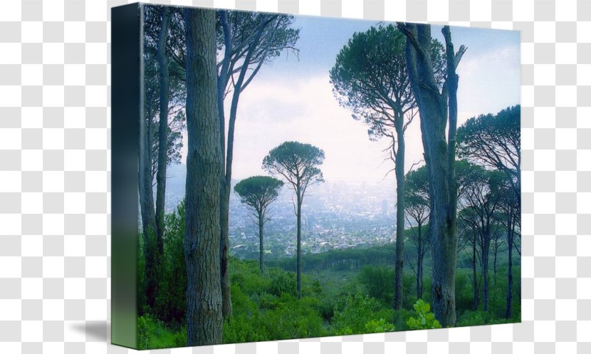 Tree Imagekind Biome Art Painting - Canvas - Africa Transparent PNG