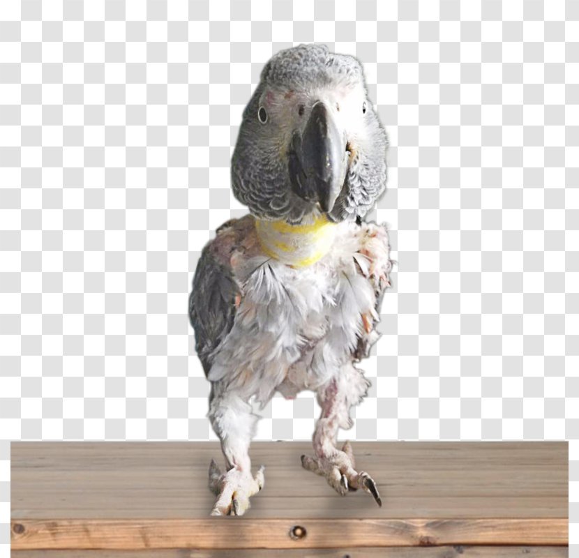 Parrot Bird Beak Elizabethan Collar - African Grey Transparent PNG