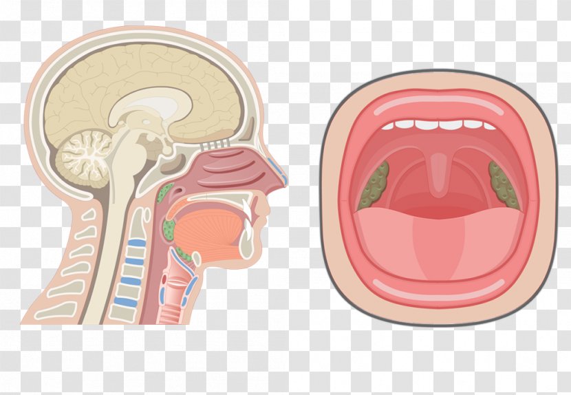 Nasal Cavity Anatomy Of The Human Nose Pharynx Respiratory System - Watercolor Transparent PNG