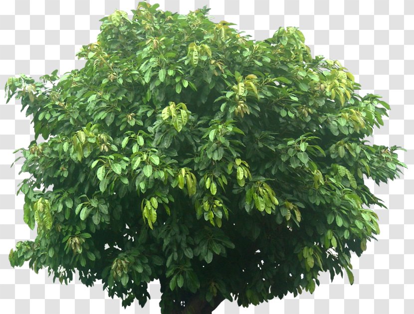 Tree Branch Ficus Virens Var. Sublanceolata Leaf Plants Transparent PNG