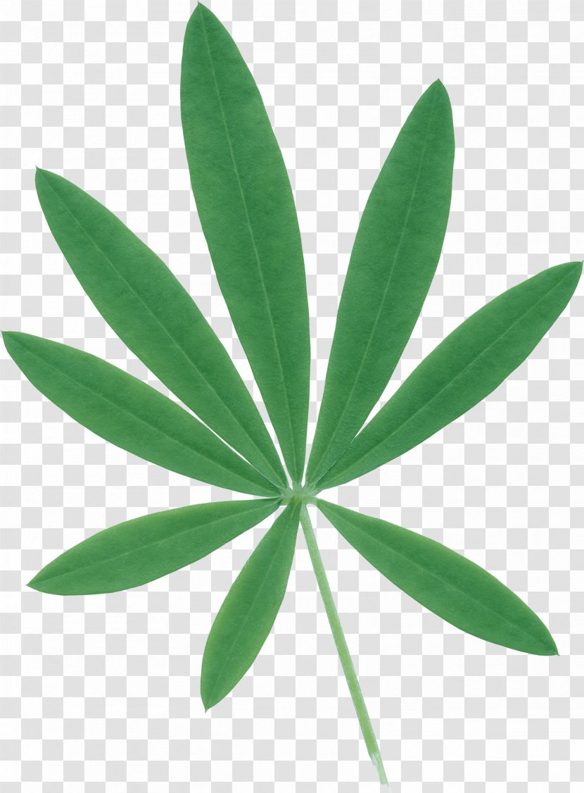 Green Clip Art - Literature - Leaves Transparent PNG
