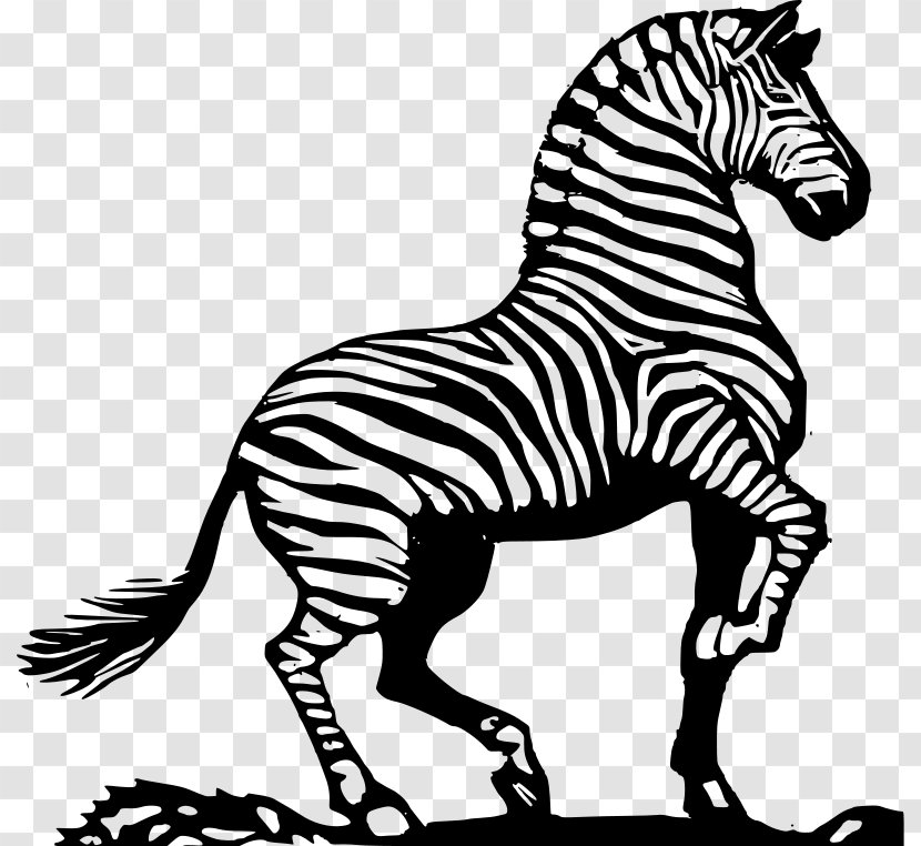 Zorse Zebra Horse Clip Art - Mammal Transparent PNG