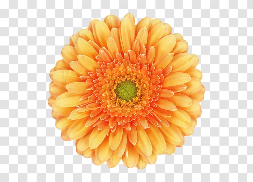 Flowers Background - Artificial Flower - Peach Daisy Family Transparent PNG