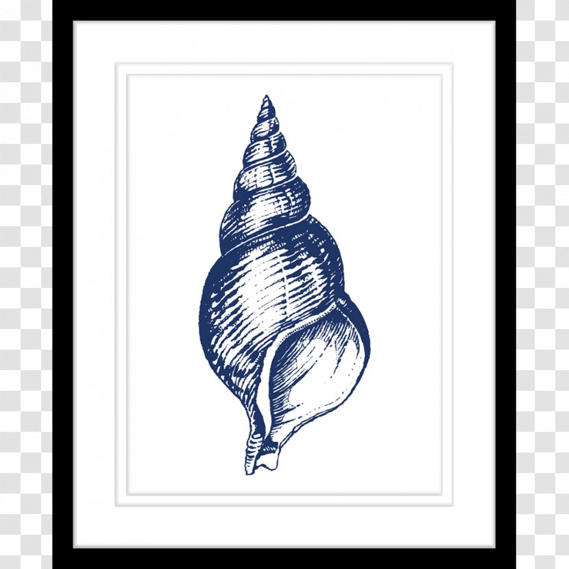 United States Navy Conch Gastropods Transparent PNG