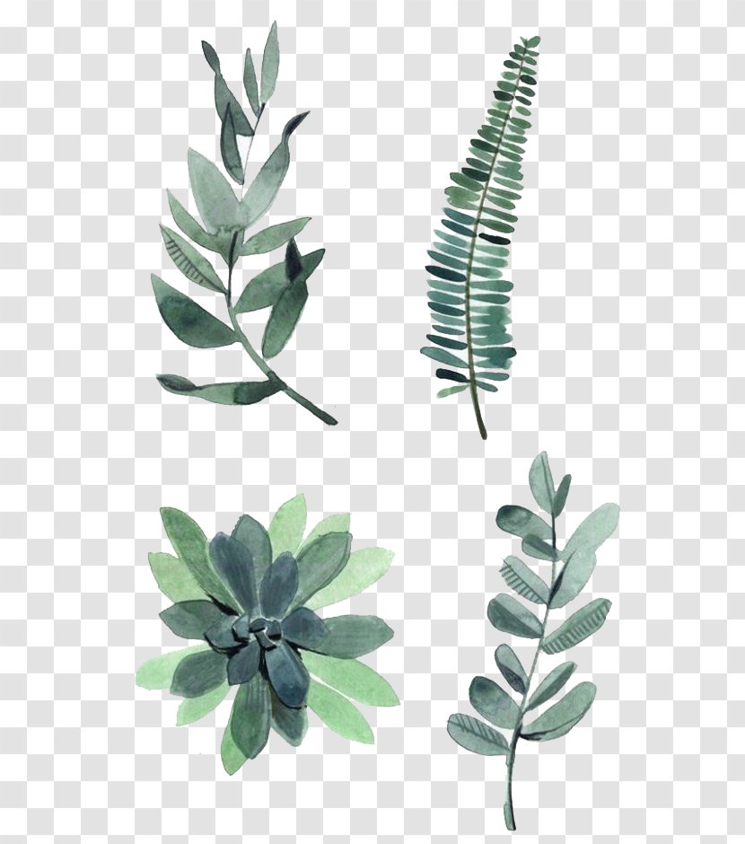 Watercolor Painting Drawing Plant Illustration - Leaves Transparent PNG