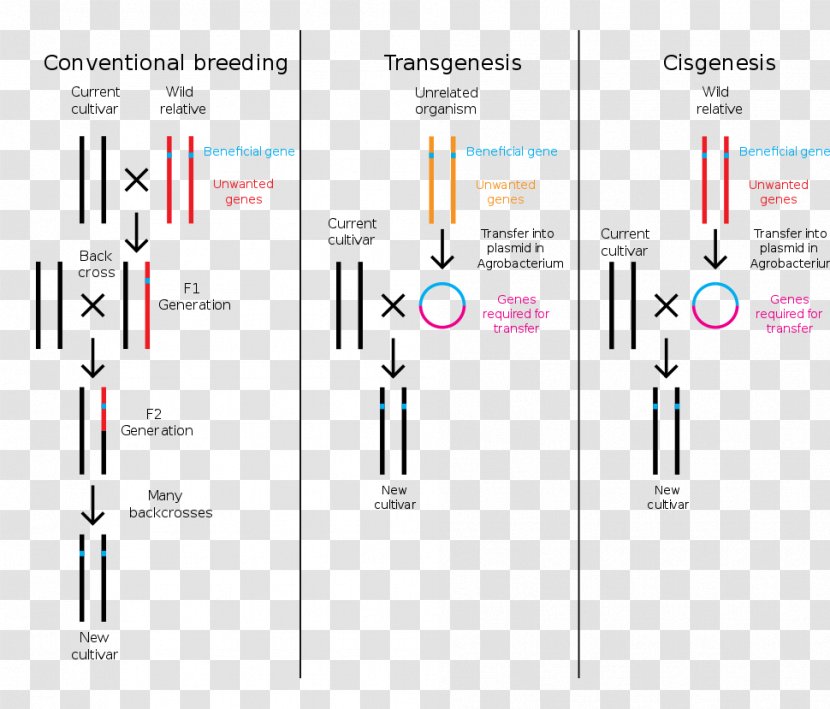 Genetically Modified Food Controversies Cisgenesis Genetic Engineering Crops Plant Breeding - Organism Transparent PNG