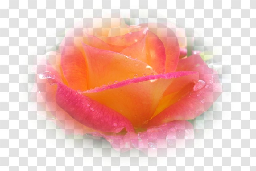 Garden Roses Cabbage Rose Petal Close-up - Close Up - Medicine Tablet Transparent PNG