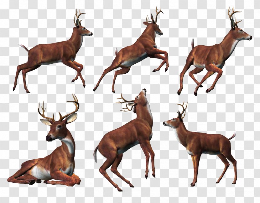 Reindeer Elk Clip Art - Vecteur - Deer Transparent PNG