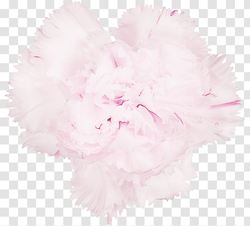 Feather - Pink Family - Heart Transparent PNG