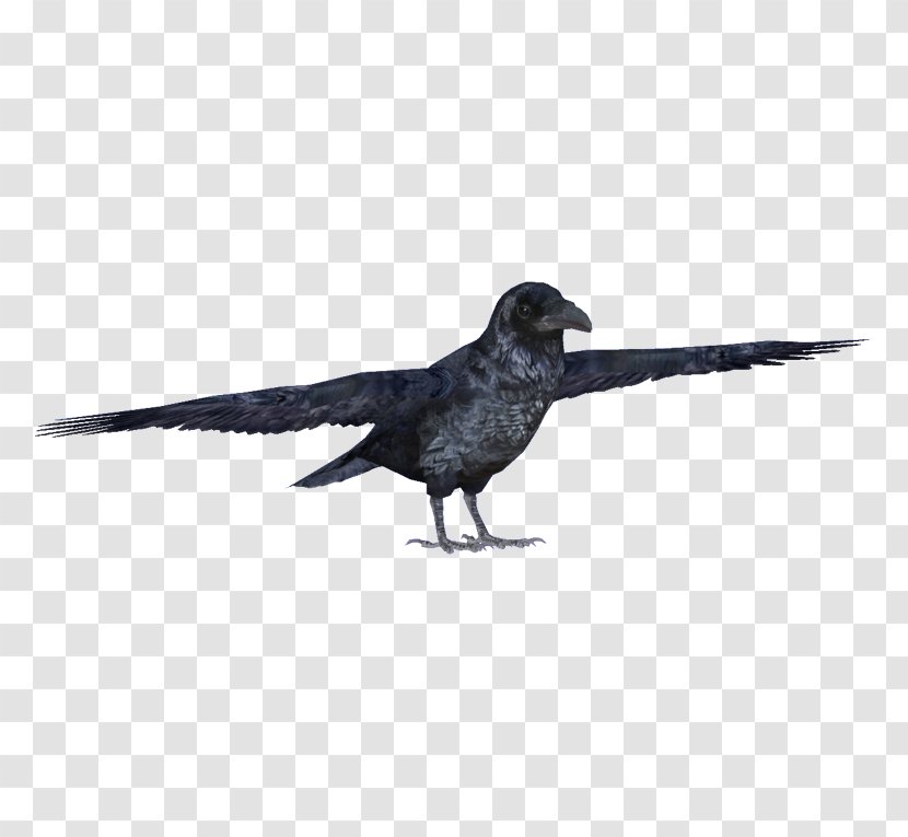 Bird Cartoon - Rook - Perching Crows Transparent PNG