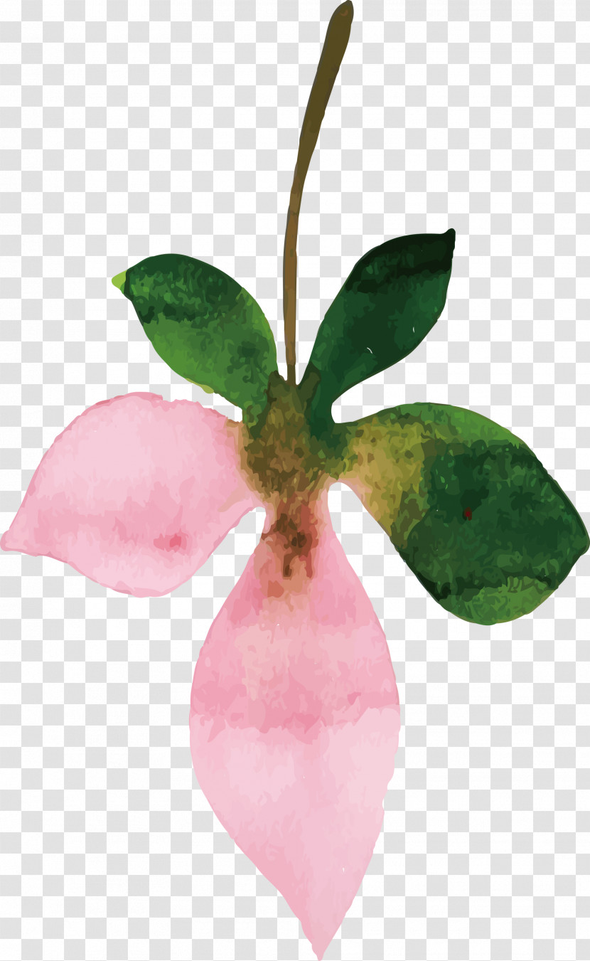 Petal Leaf Flower Plants Biology Transparent PNG