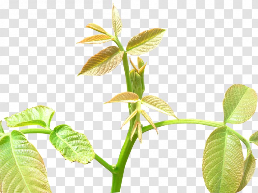 Leaf Tree Shoot - Watermark - Fresh Tea Transparent PNG