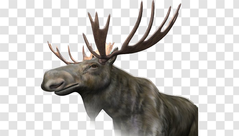 Moose Clip Art - Deer - Science Transparent PNG