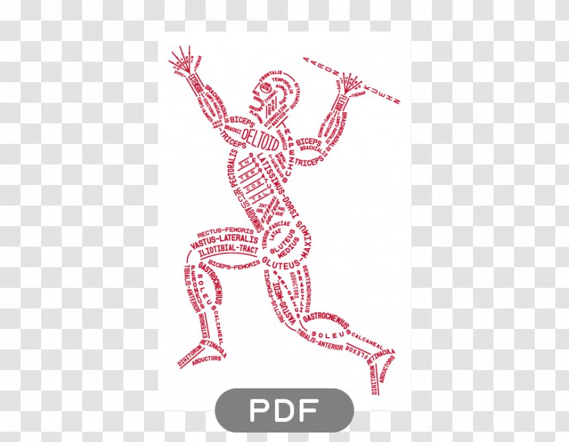 Human Skeleton Anatomy Body Muscle - Cartoon - TXT File Transparent PNG