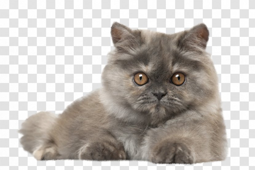 Persian Cat Kitten Dog Play And Toys Popular Names Transparent PNG