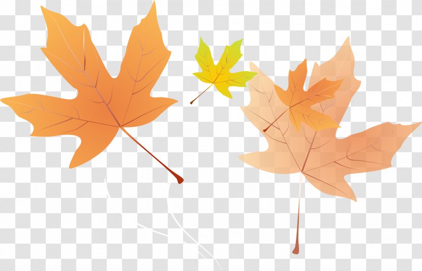 Image Decorative Arts Orange - Leaf - Maple Transparent PNG