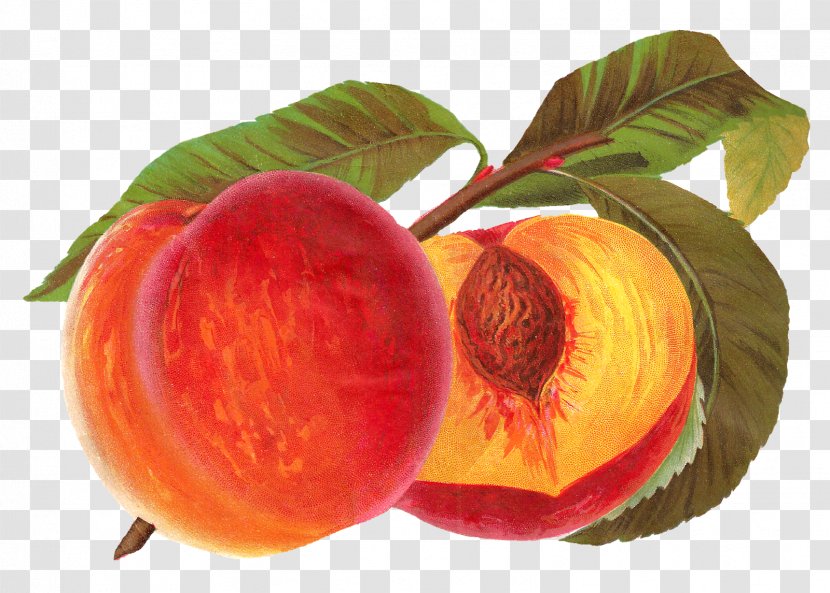 Peach Fruit Clip Art - Natural Foods Transparent PNG
