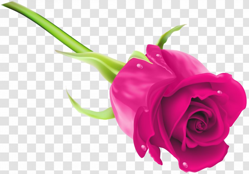 Purple Clip Art - Flowering Plant - Pink Rose Image Transparent PNG