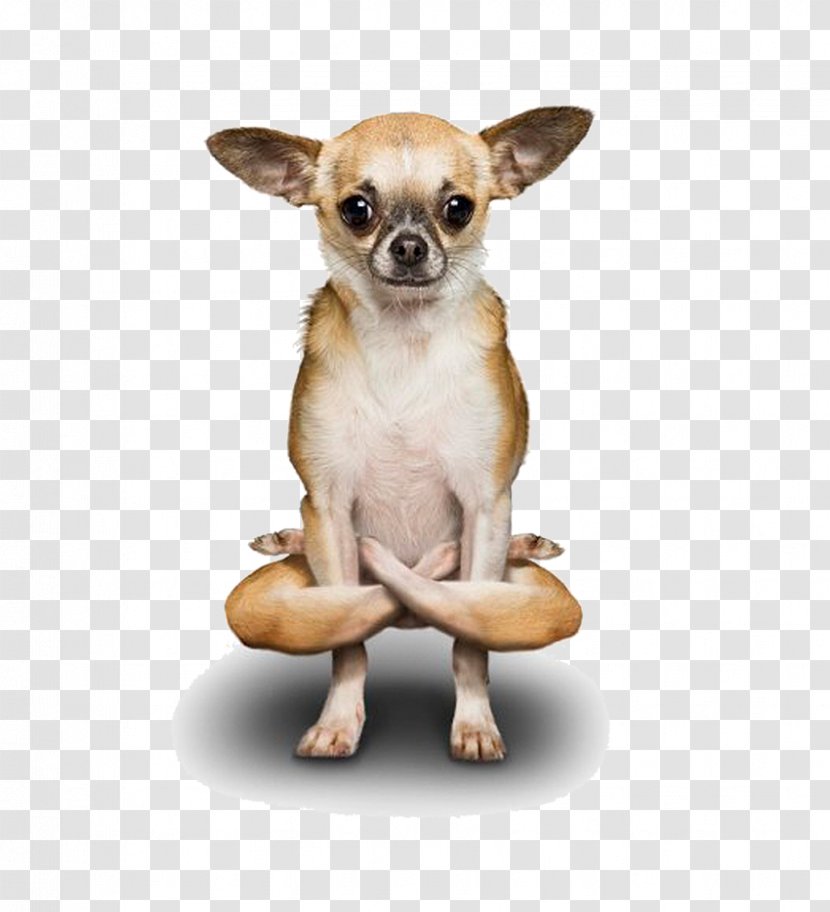 Poodle Chihuahua Yoga Dogs Doga - Dog Transparent PNG